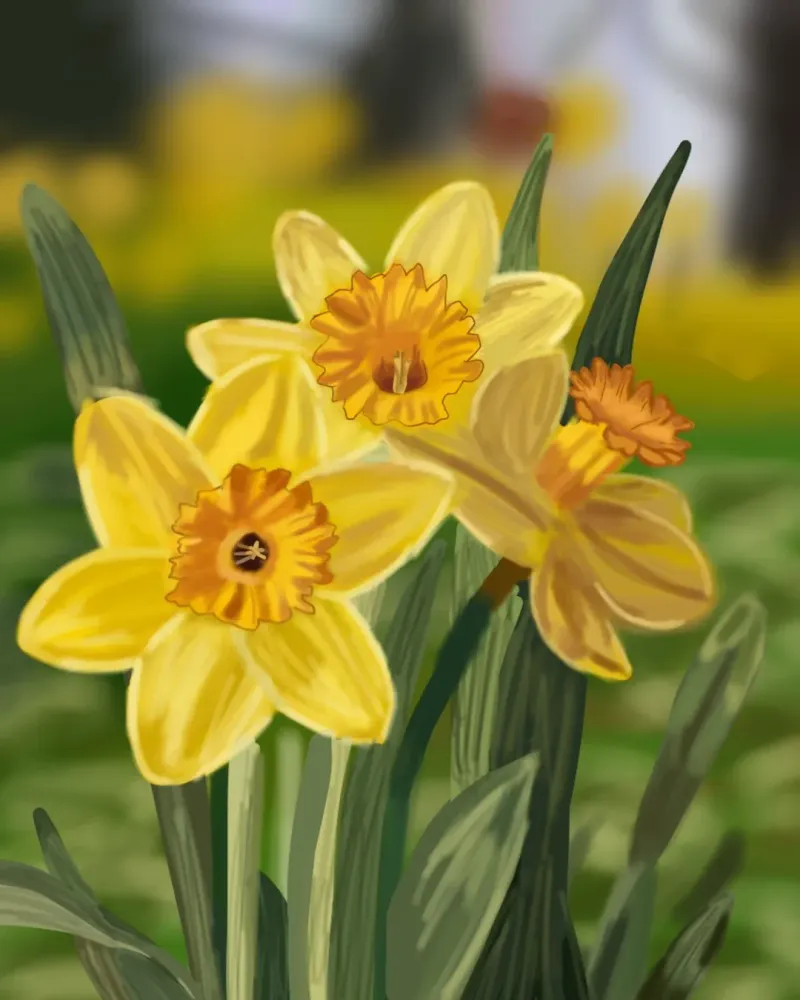 Daffodils