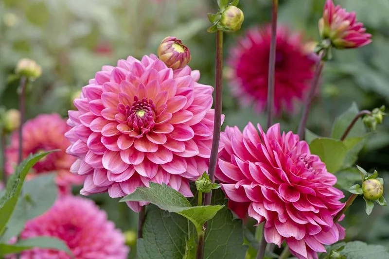 Dahlia 'Bishop of Llandaff'