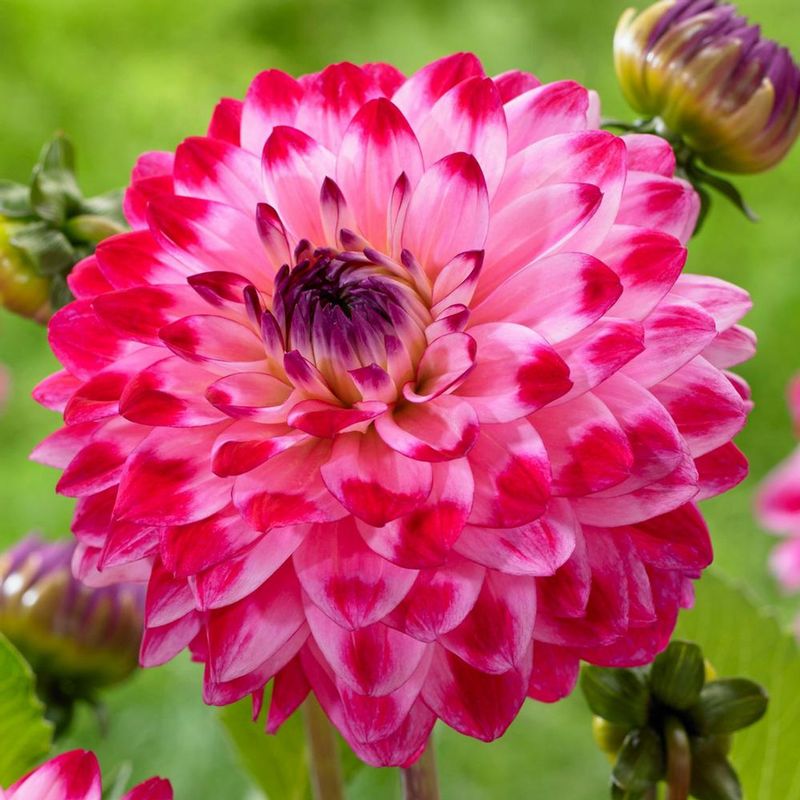 Dahlia Dream