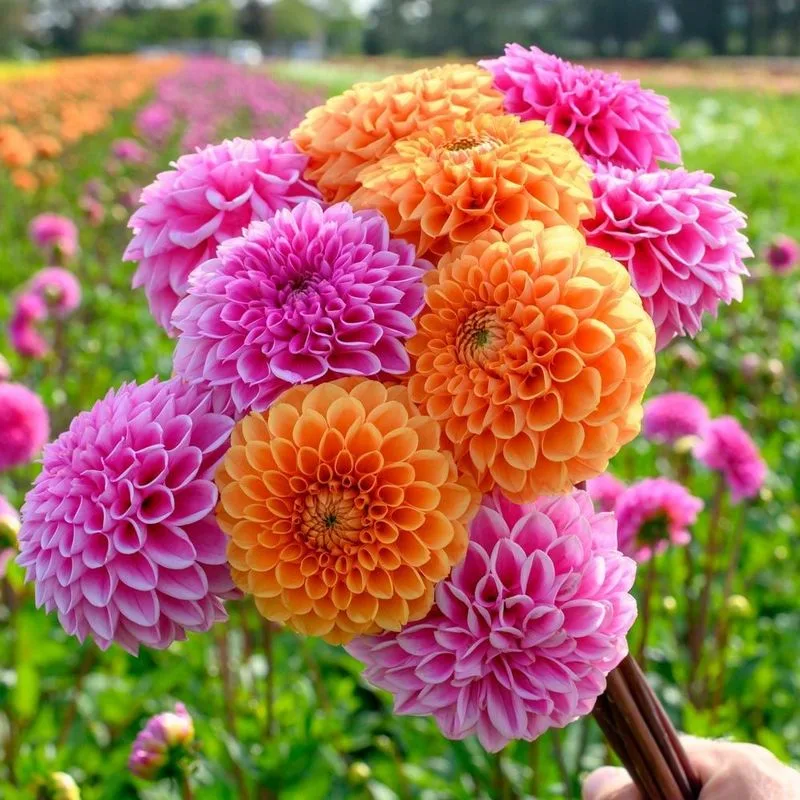 Dahlias