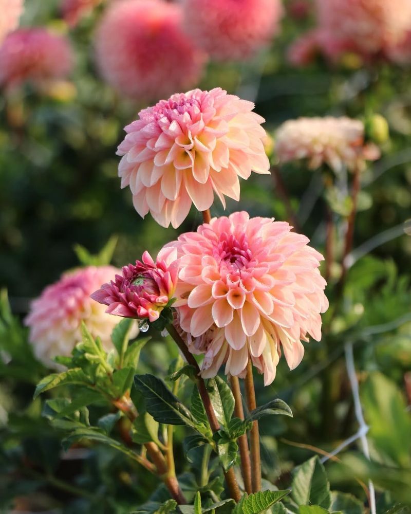 Dahlias