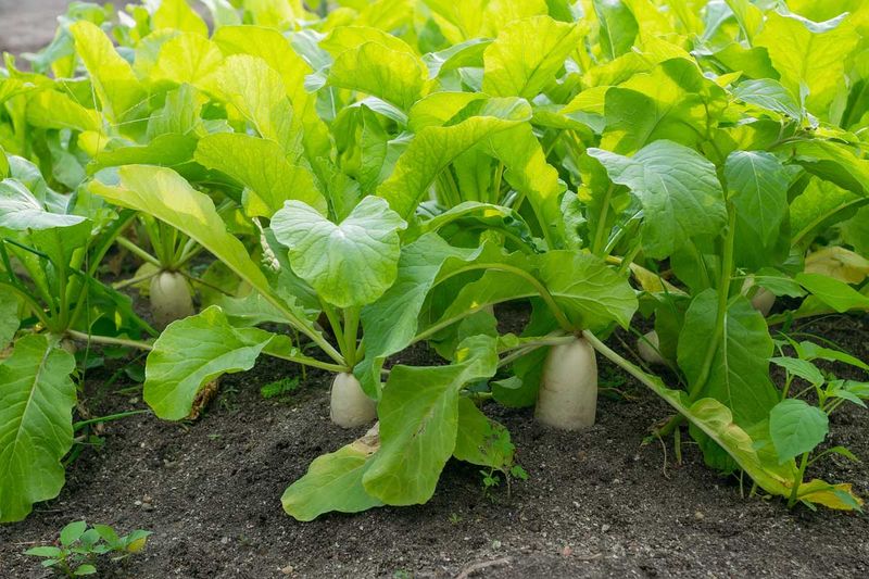 Daikon Radish