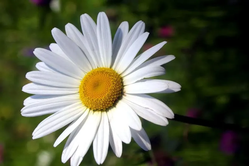 Daisies