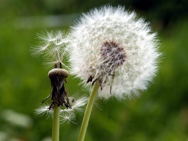 Dandelion