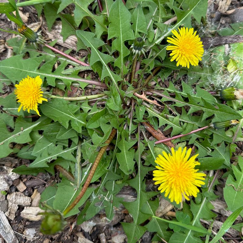 Dandelion