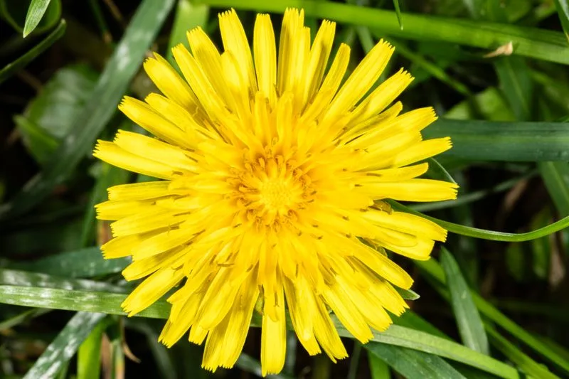 Dandelion