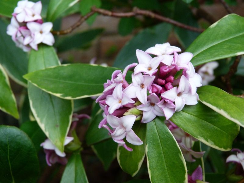 Daphne Delight