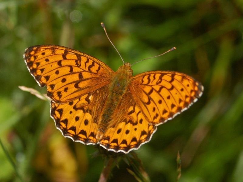 Dark Green Fritillary