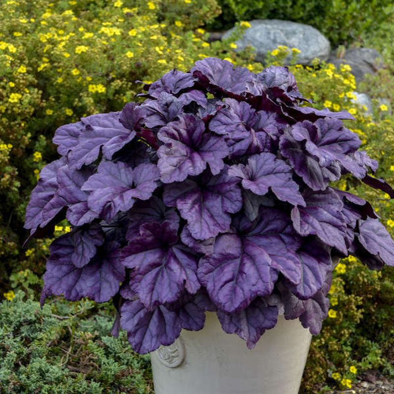 Dark Purple Coral Bells