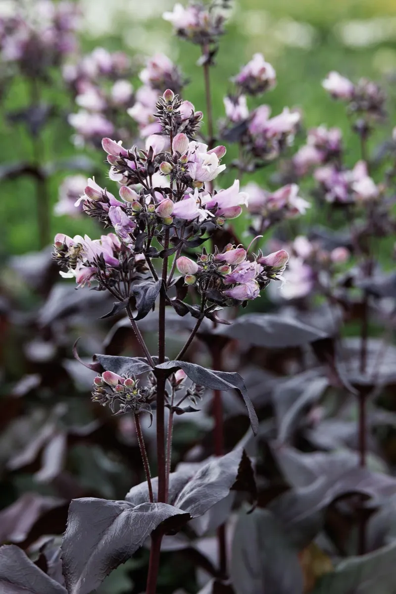 Dark Towers Penstemon