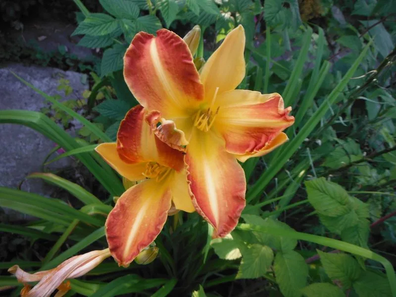 Daylilies