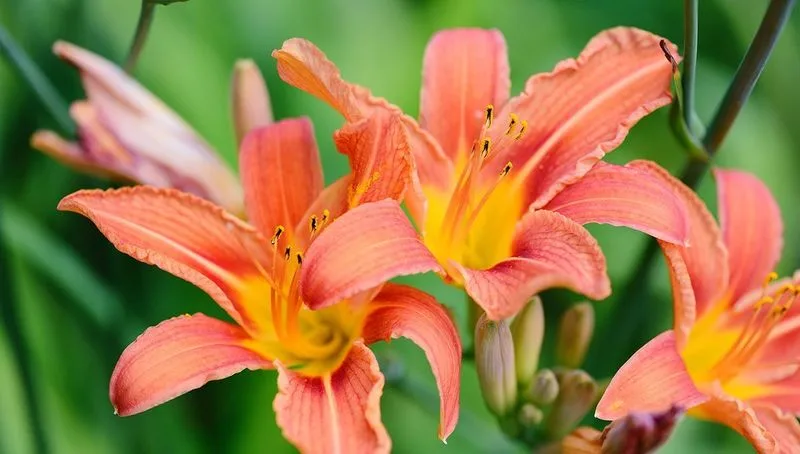 Daylilies