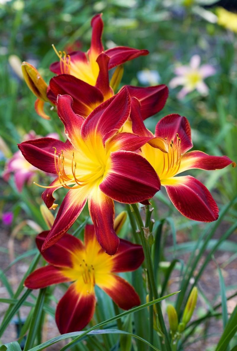 Daylily