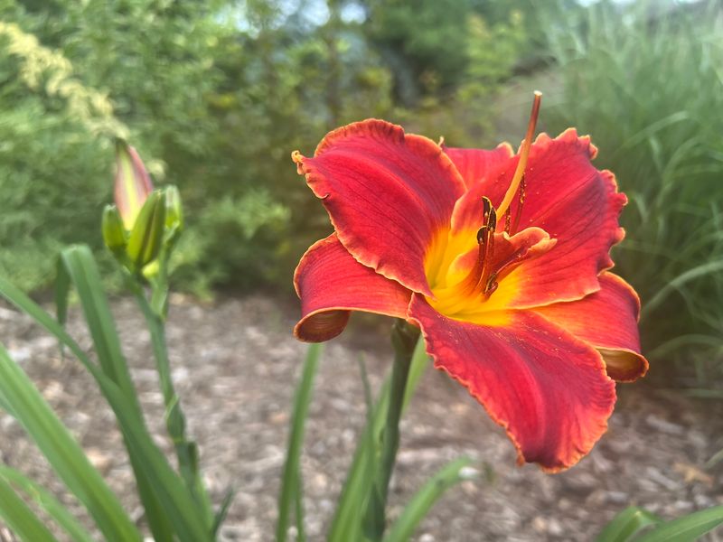 Daylily