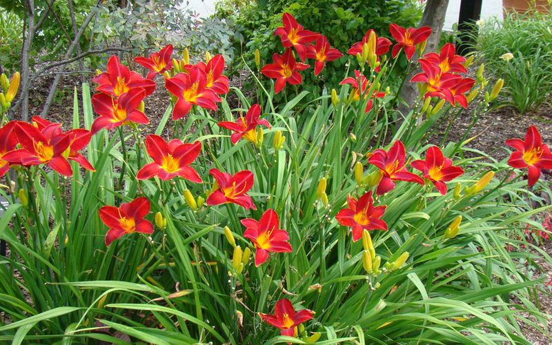 Daylily