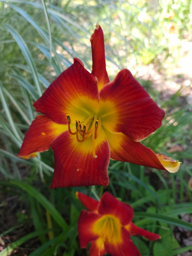 Daylily (Hemerocallis)