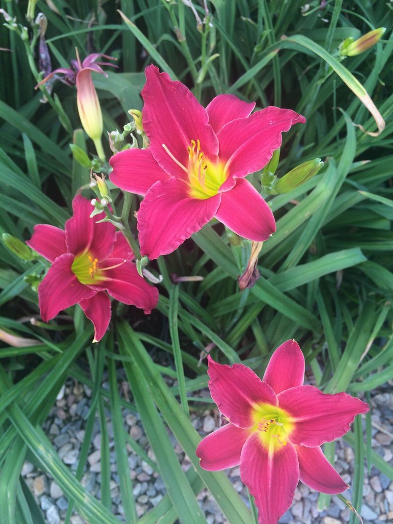 Daylily (Hemerocallis)