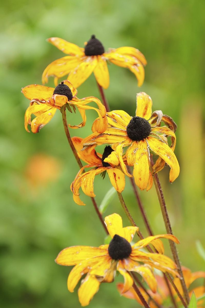 Deadhead Faded Blooms