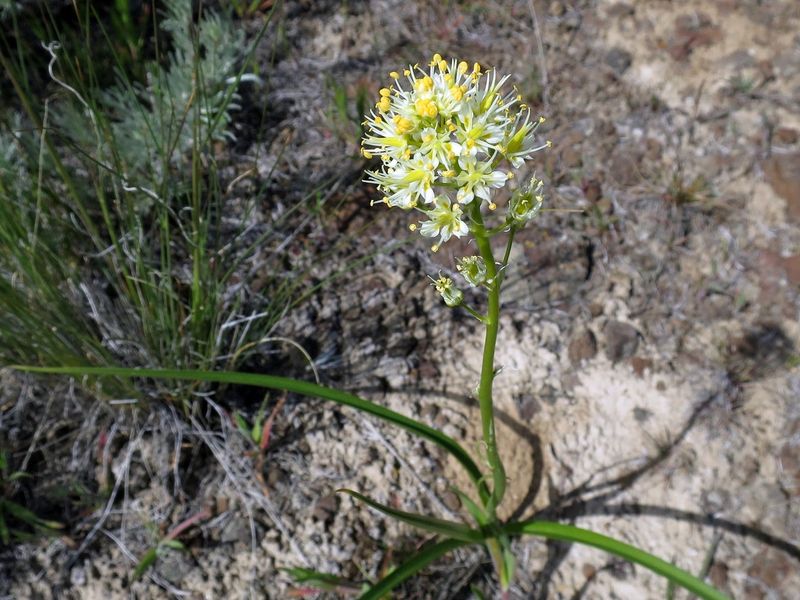 Death Camas