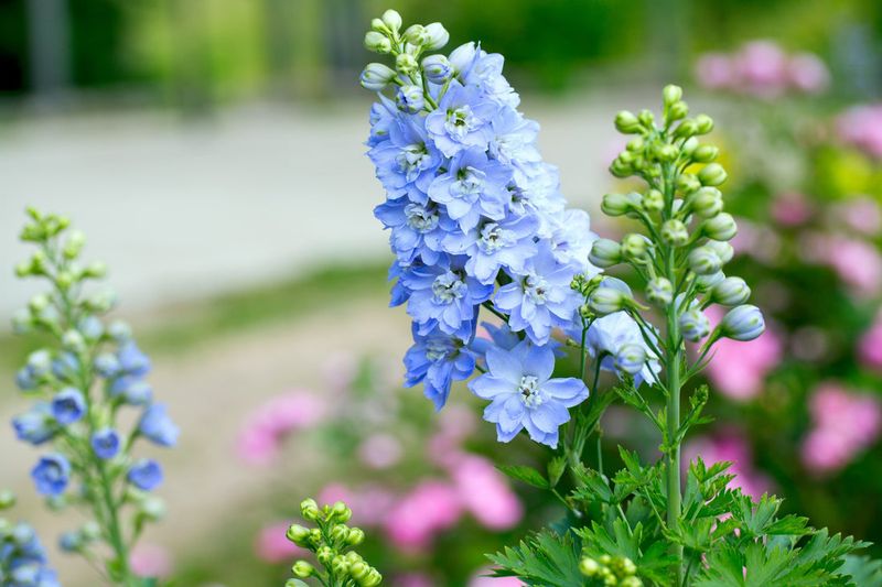 Delphinium