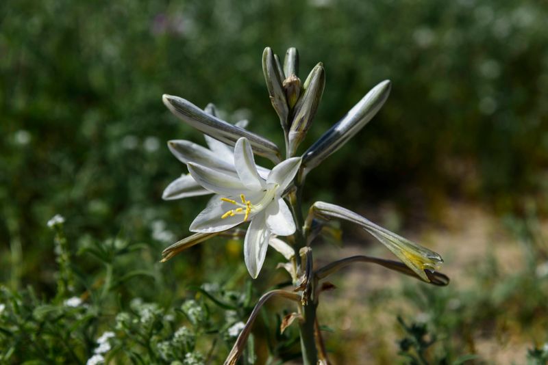 Desert Lily