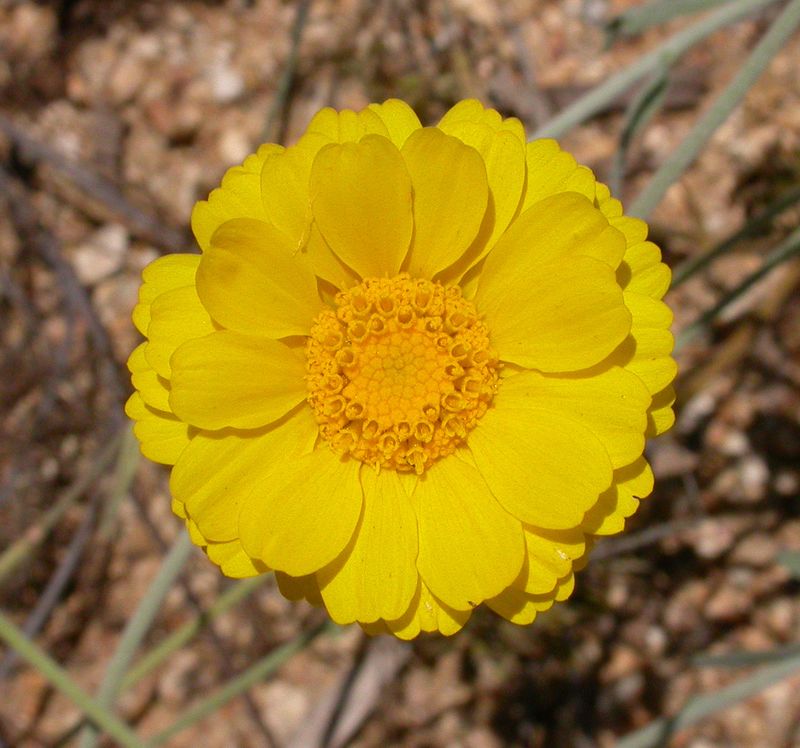 Desert Marigold