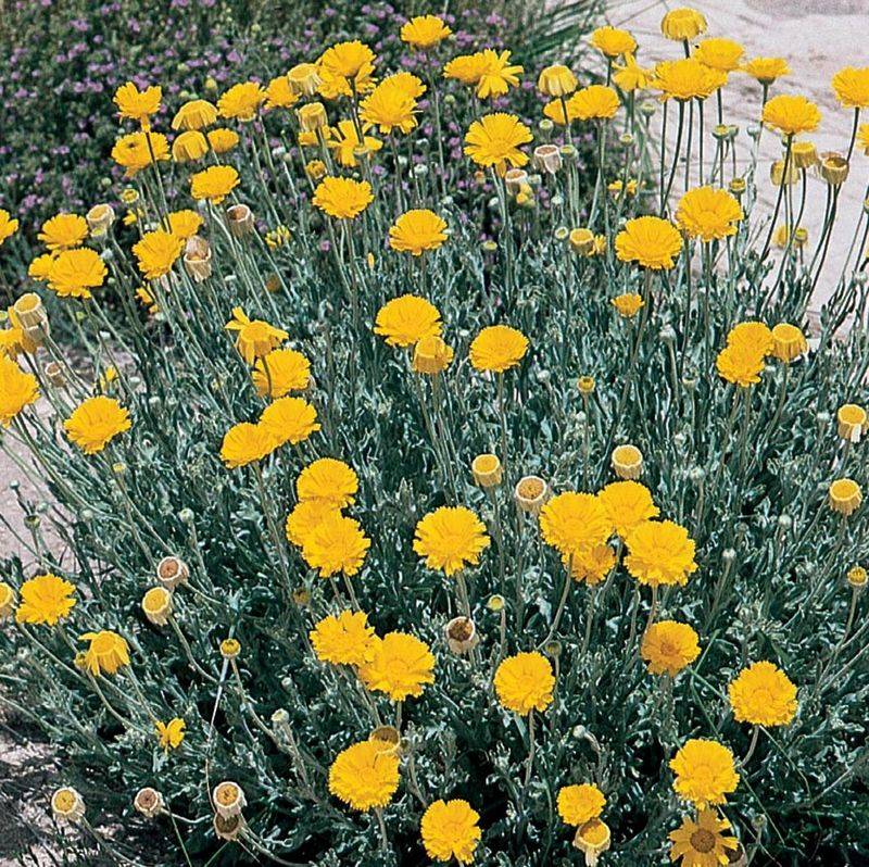 Desert Marigold