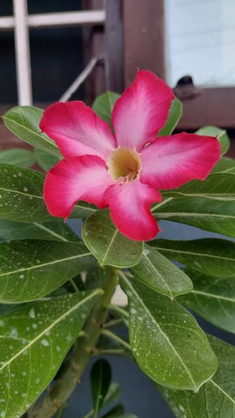 Desert Rose