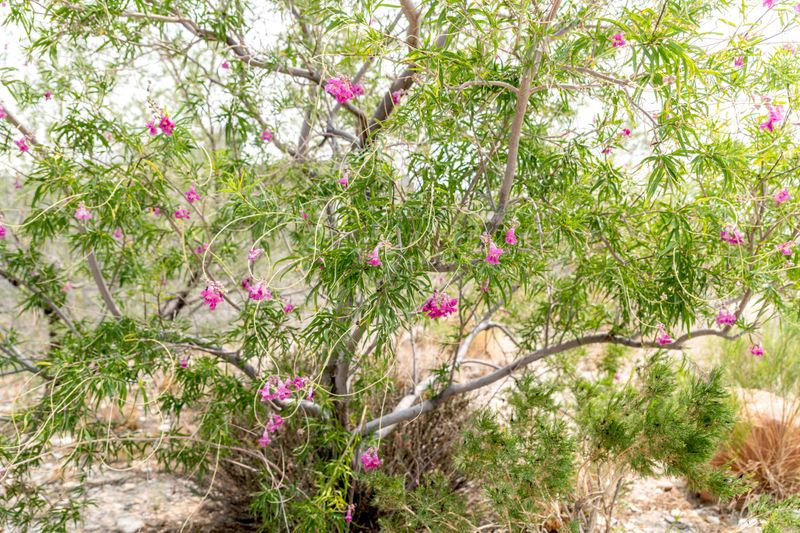 Desert Willow