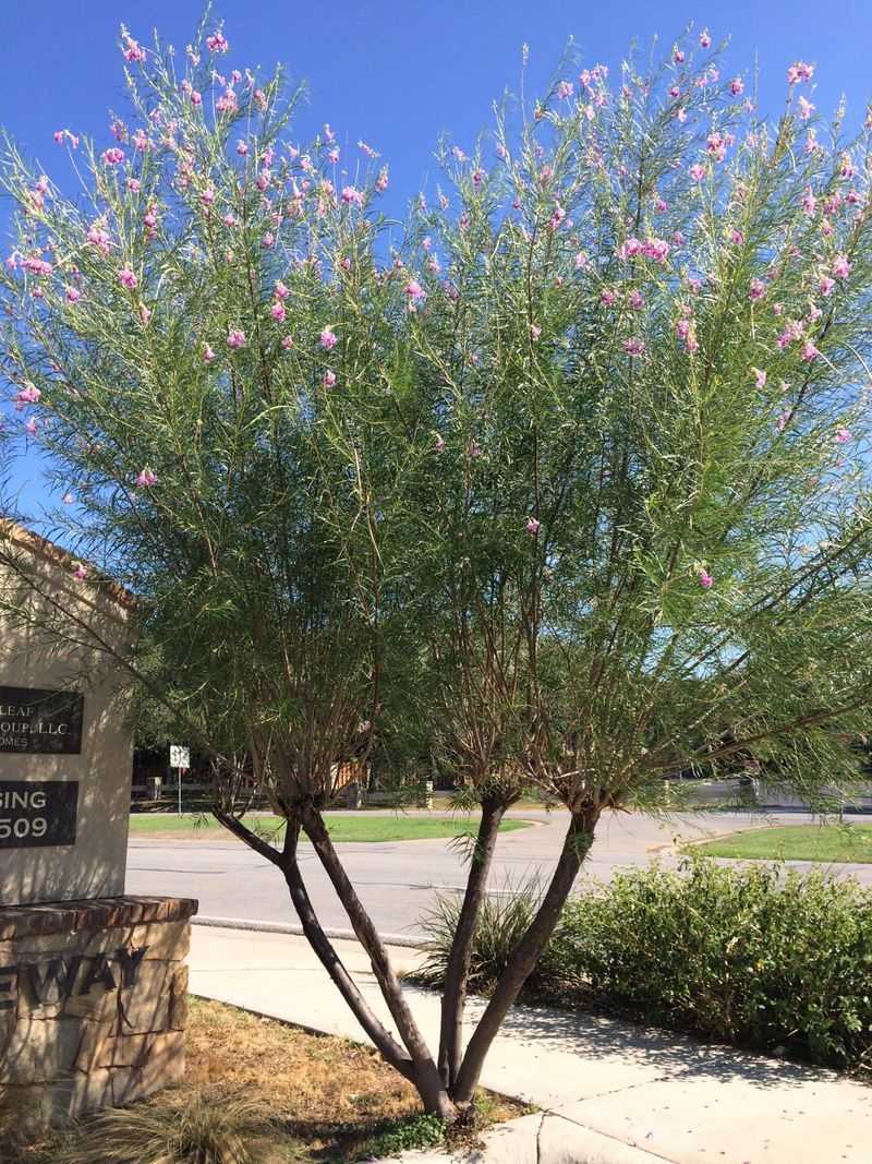 Desert Willow