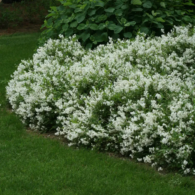 Deutzia