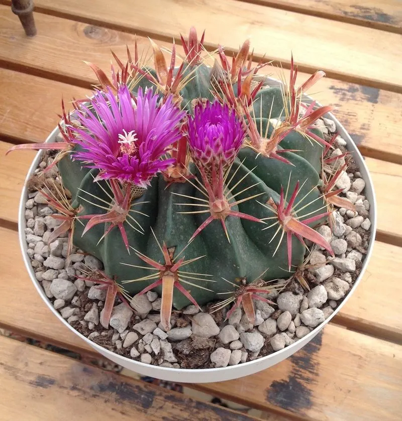 Devil's Tongue Barrel Cactus