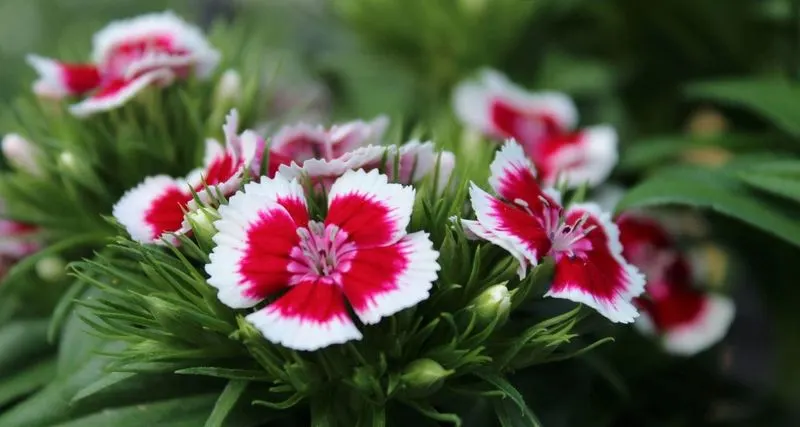 Dianthus