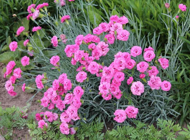 Dianthus