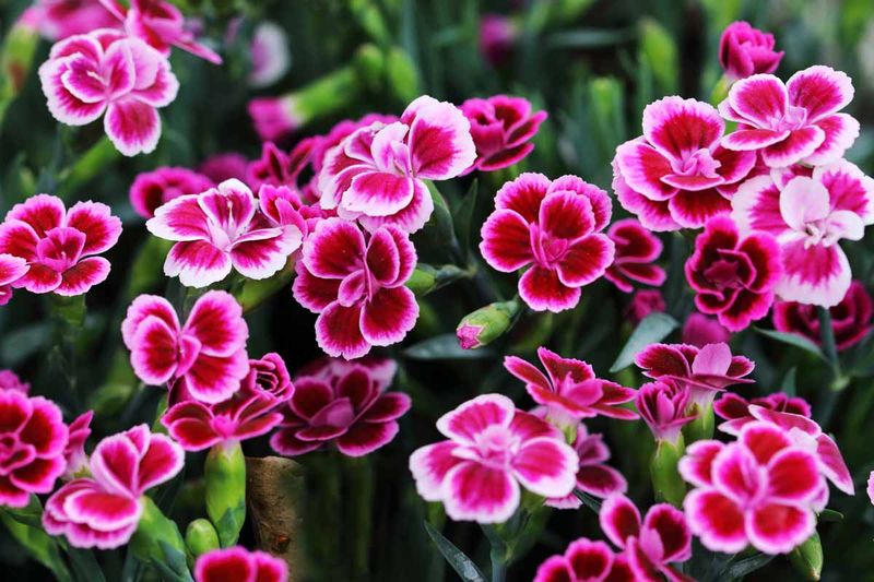 Dianthus