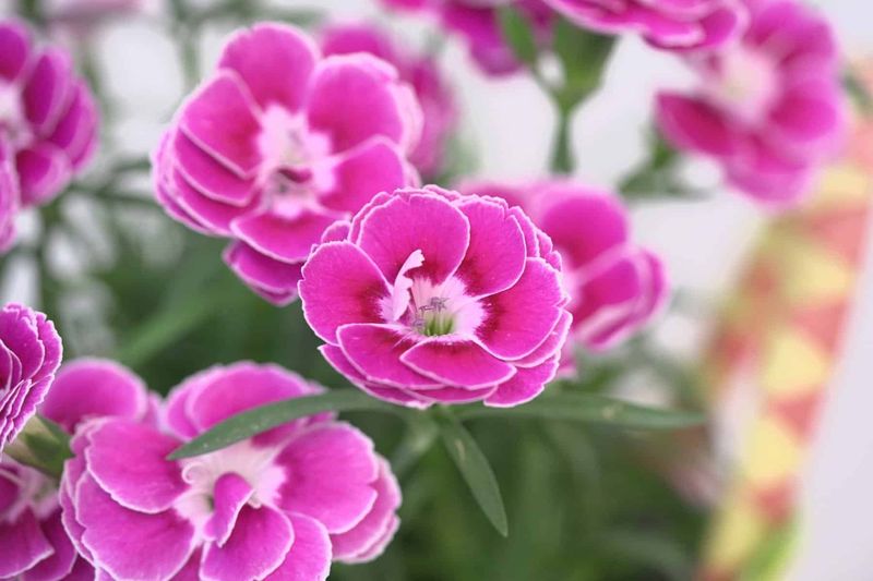 Dianthus