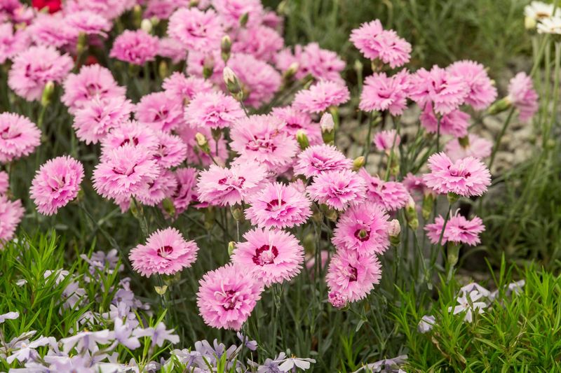 Dianthus (Pinks)