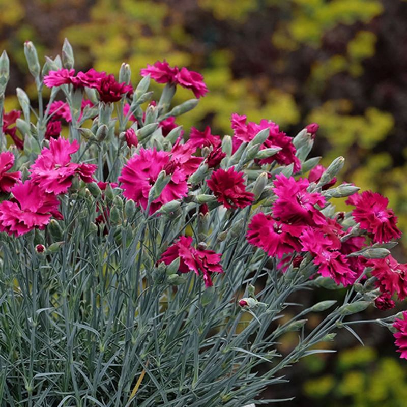 Dianthus