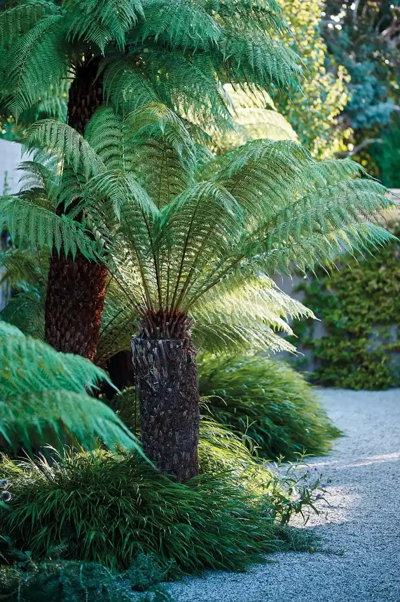 Dicksonia Antarctica (Soft Tree Fern)