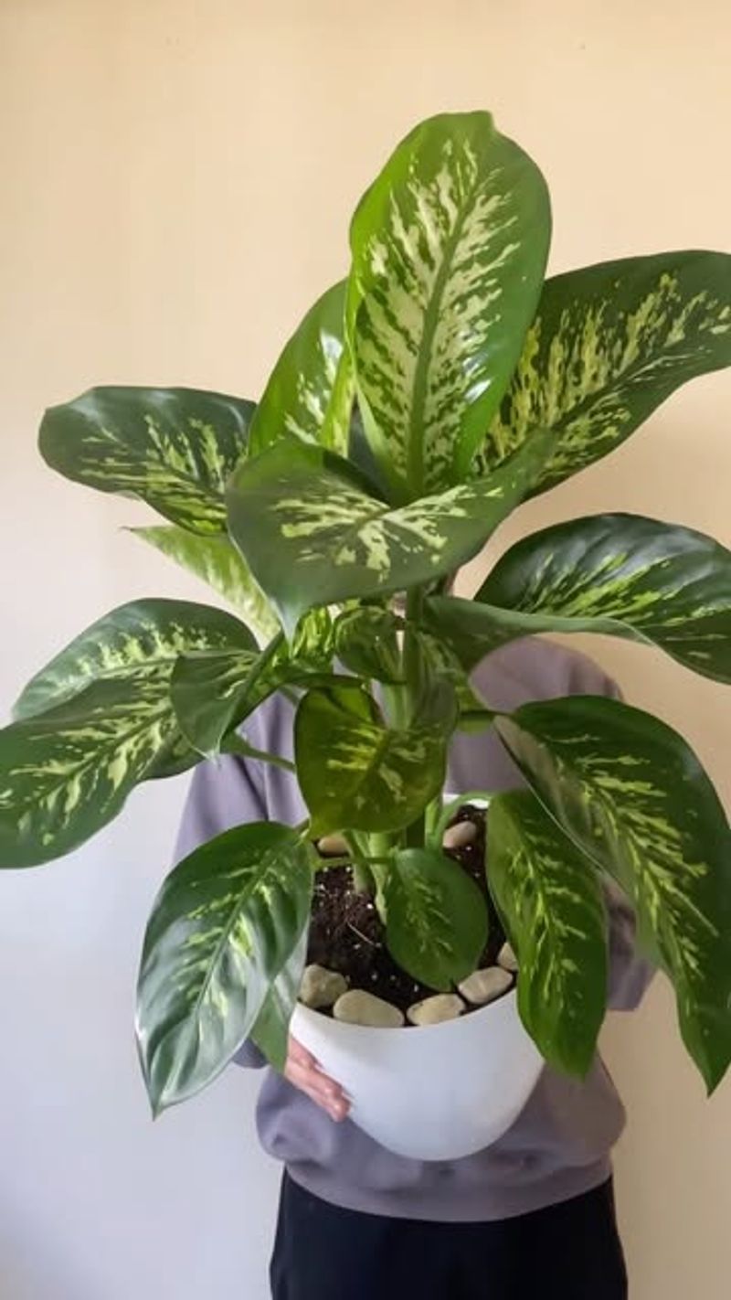 Dieffenbachia