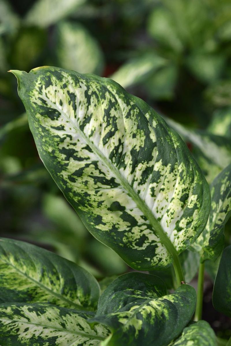 Dieffenbachia