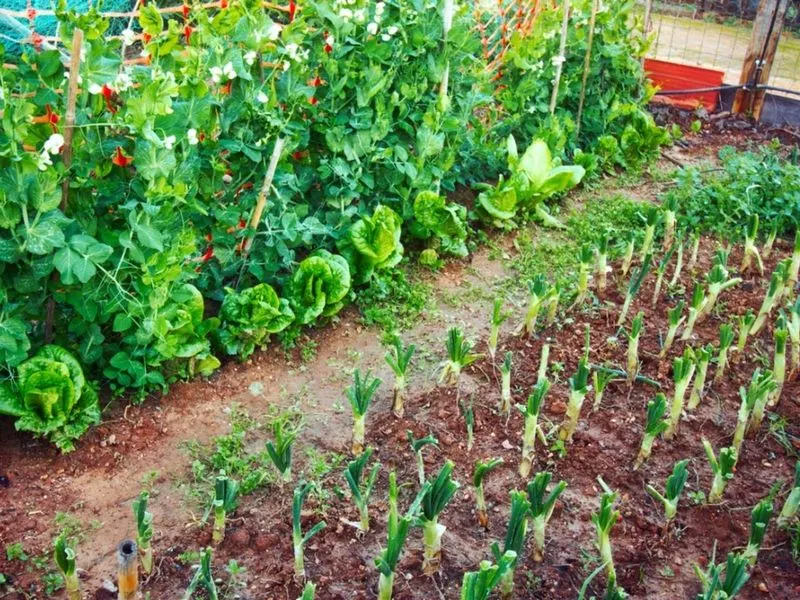 Difficulty in Harvesting