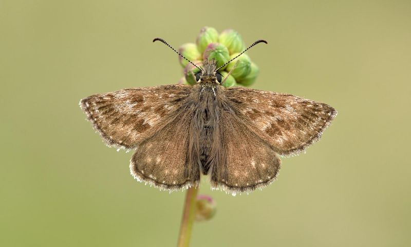 Dingy Skipper