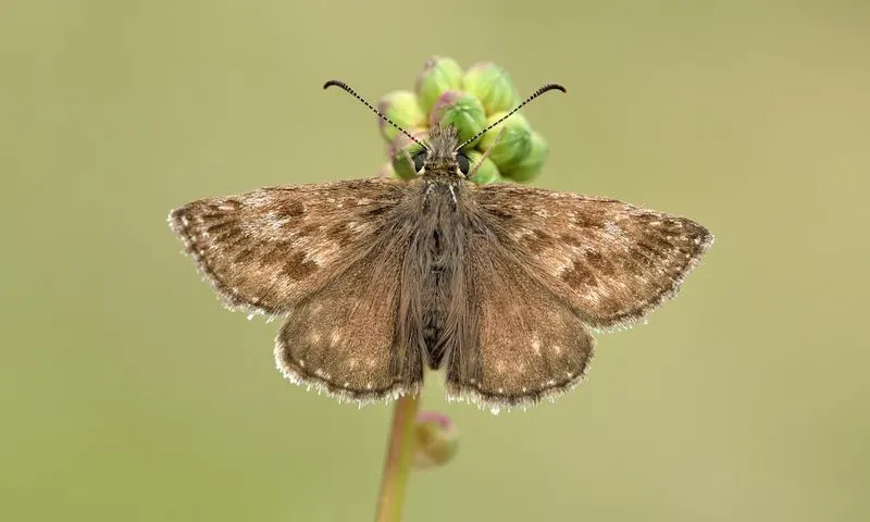 Dingy Skipper