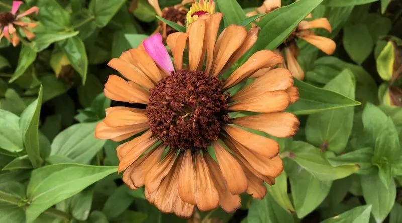 Discolored Flowers