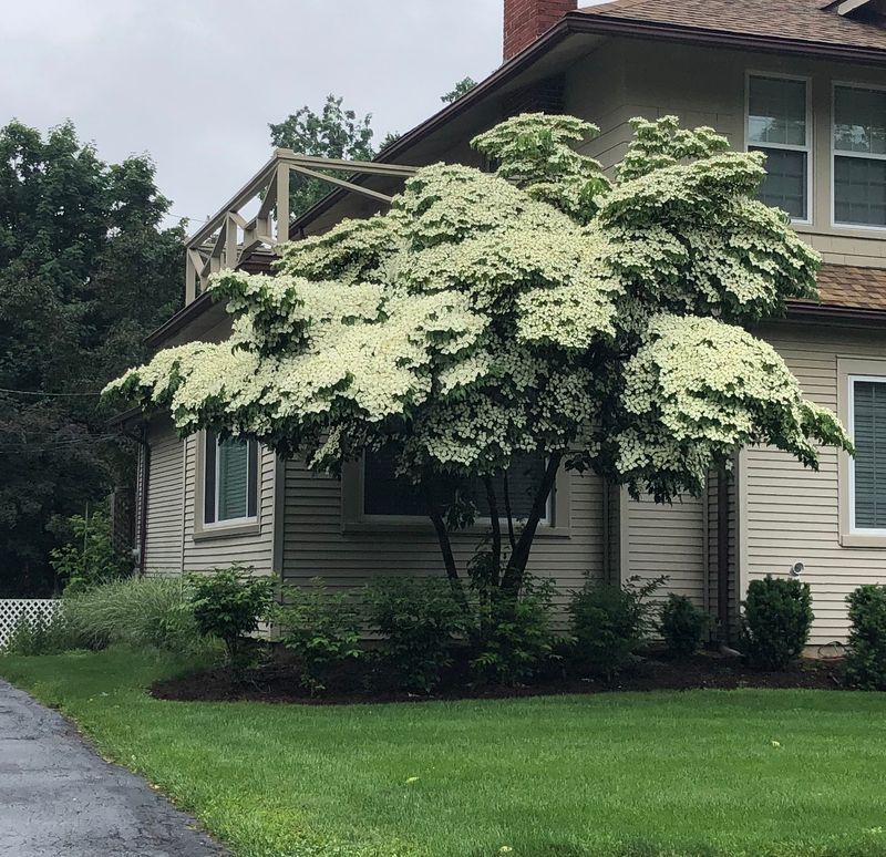 Dogwood (Cornus)