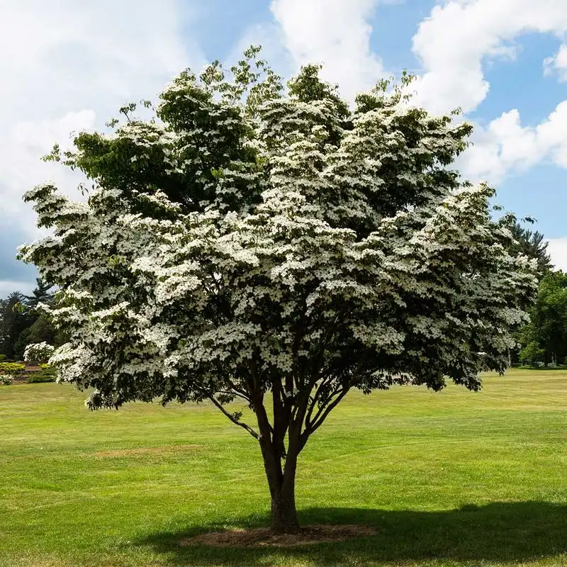 Dogwood Trees