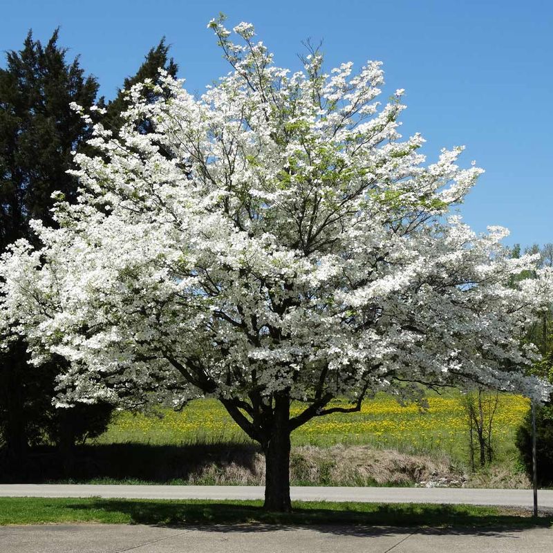 Dogwood Trees