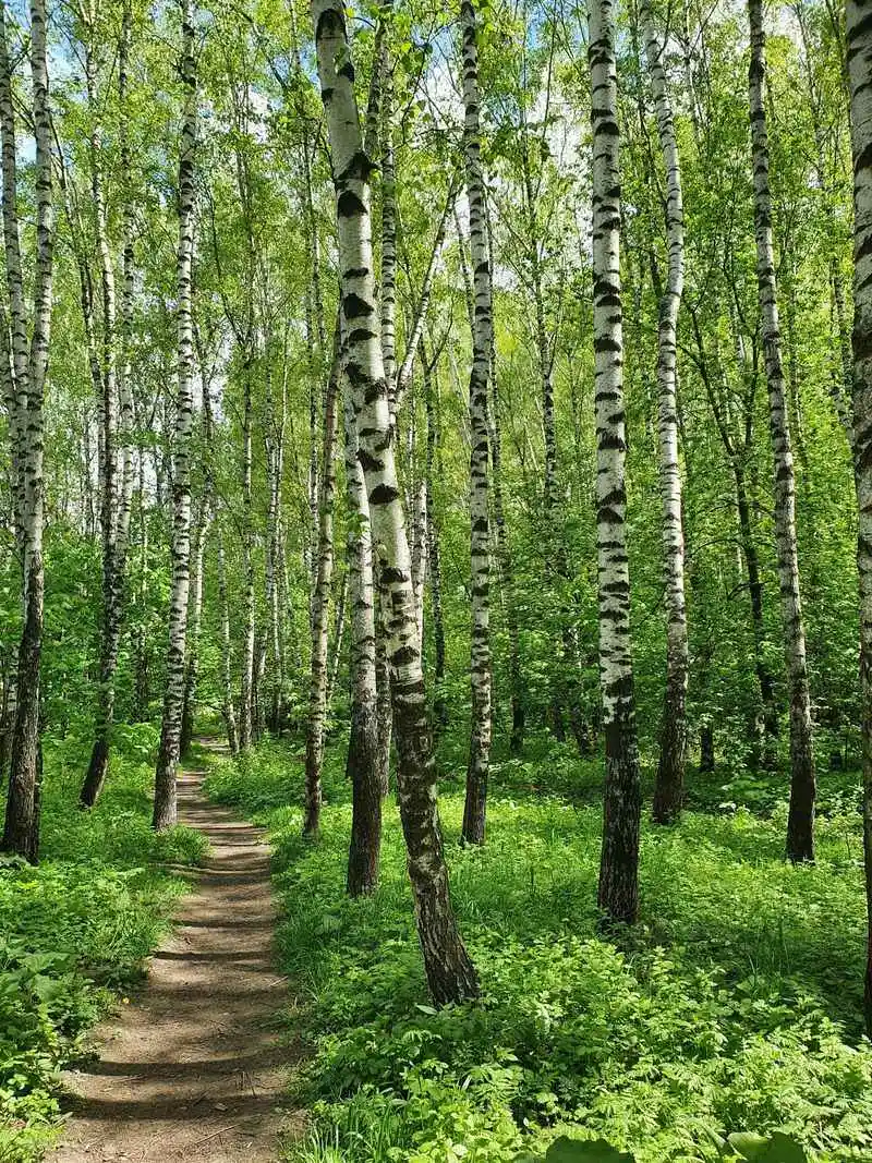 Downy Birch