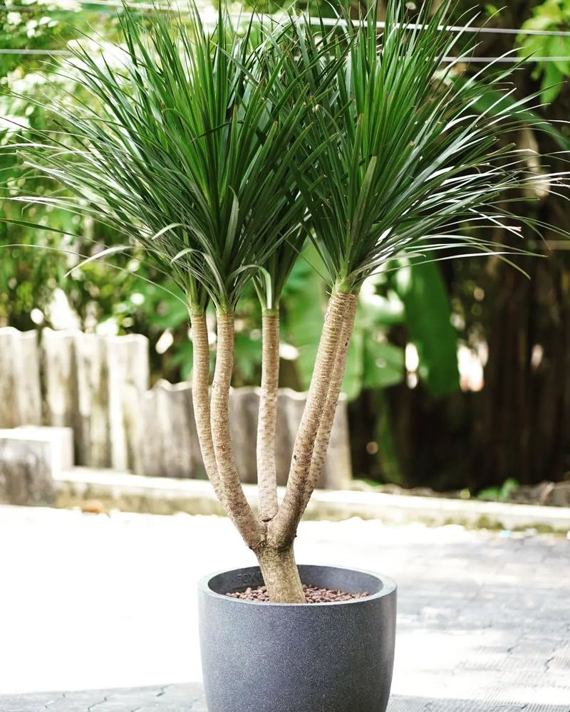 Dracaena